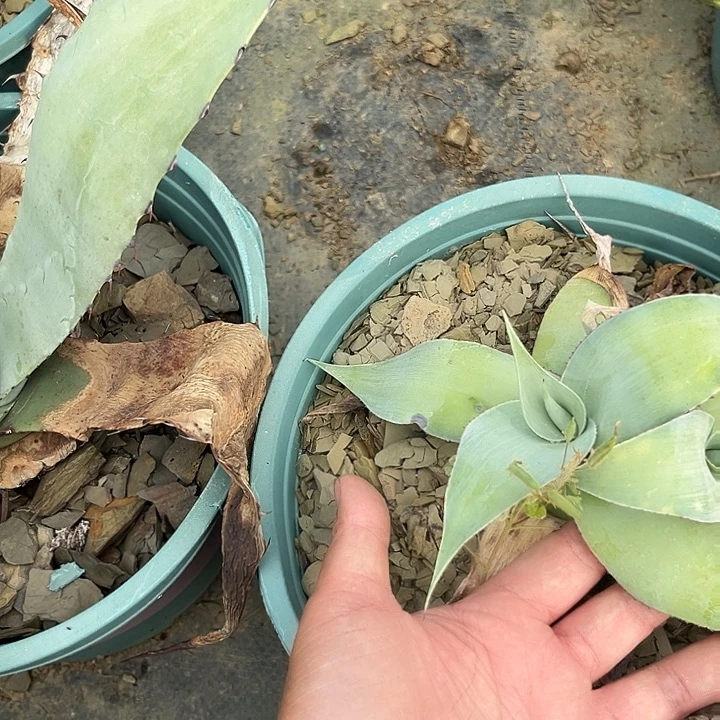 石膏龙3457889999999