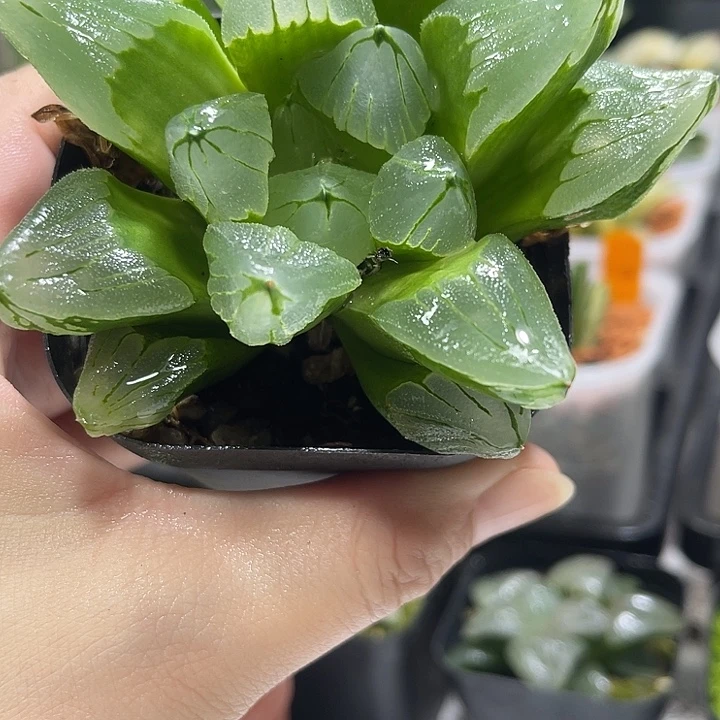 十二卷多肉植物冰城寿