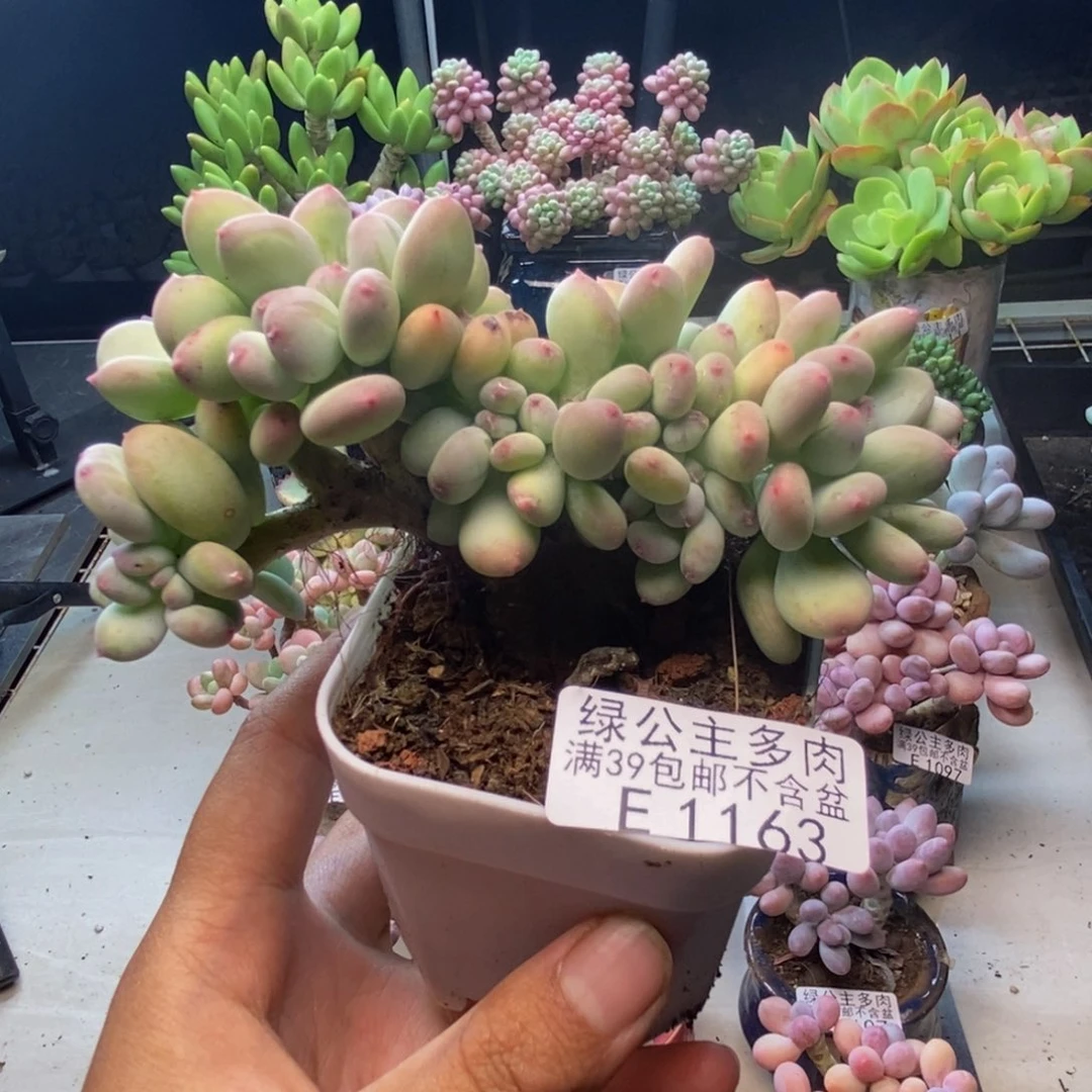 163苹果奶四代缀8c m