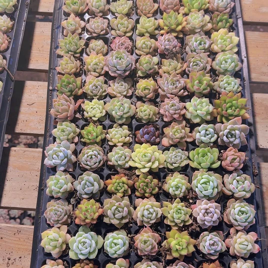 直播一物一拍多肉312