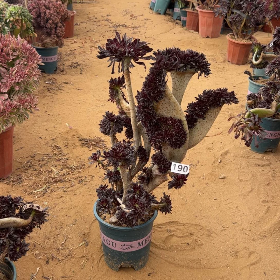 淺***痕有伤黑缀190高43