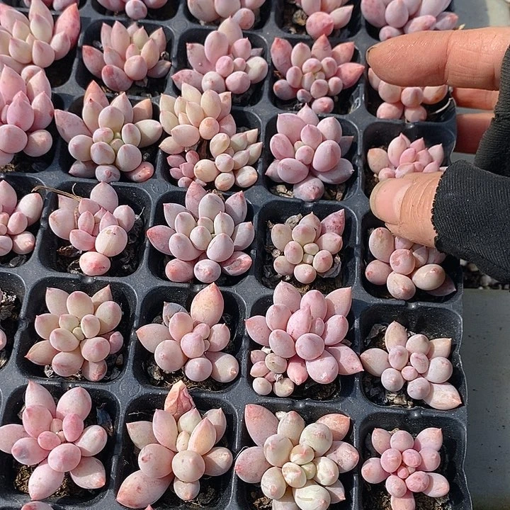 173-174 3多肉植物盆栽花卉植物
