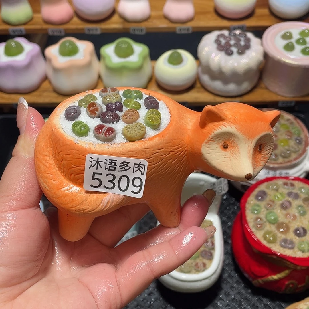 带盆土植物 一物一拍5309