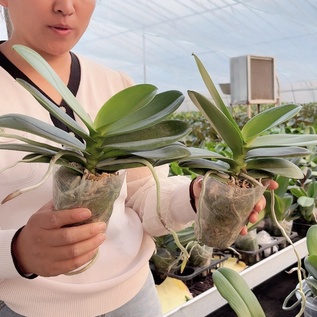 杨***生无花朵白天鹅2颗一物一拍的