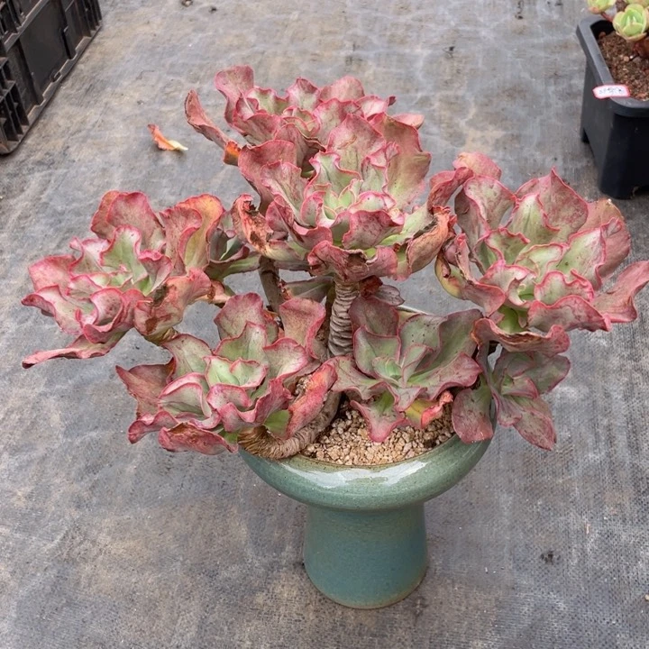 暴***妇韩版初吻一物一拍