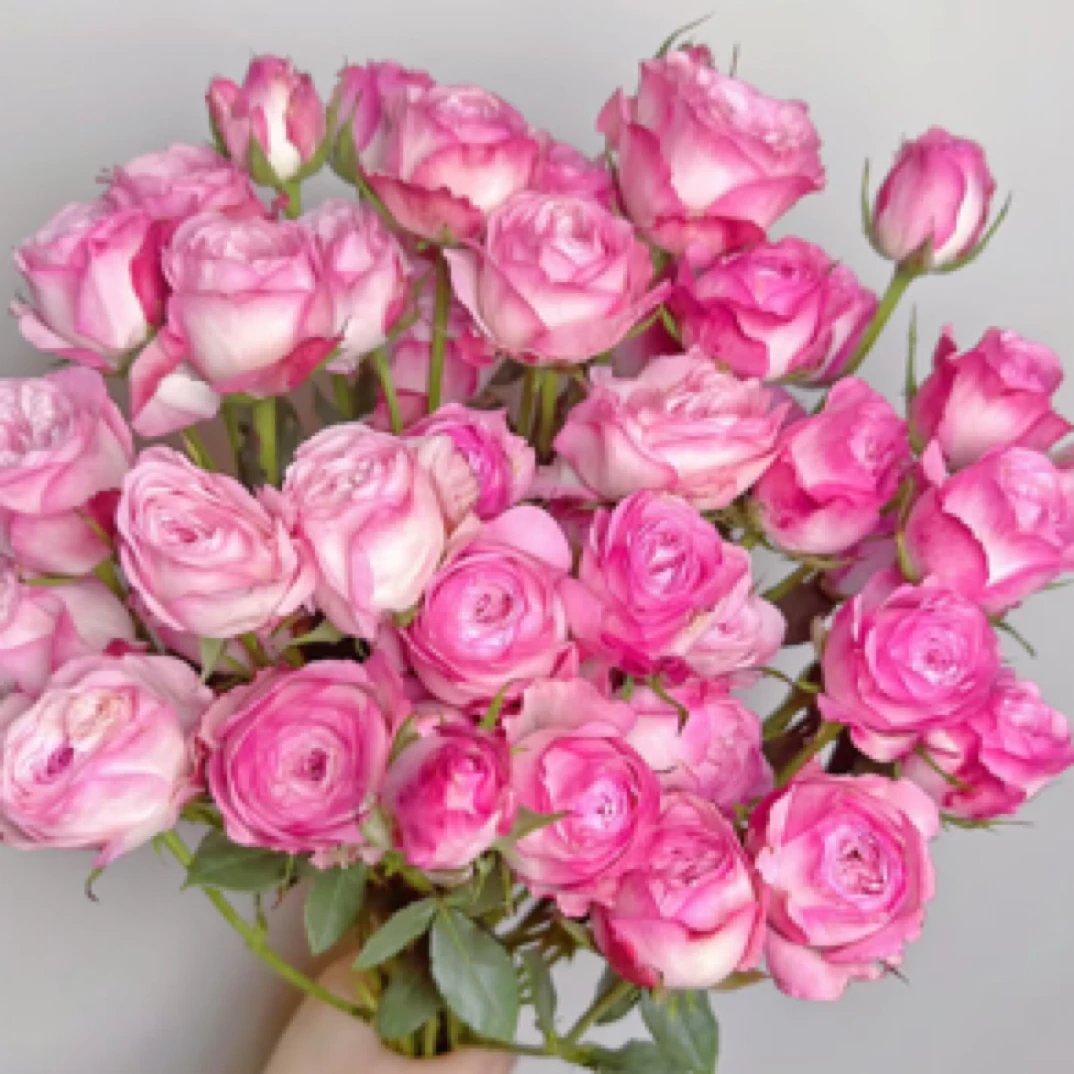 草莓蛋糕多头玫瑰新鲜鲜花花束云南鲜花基地直发