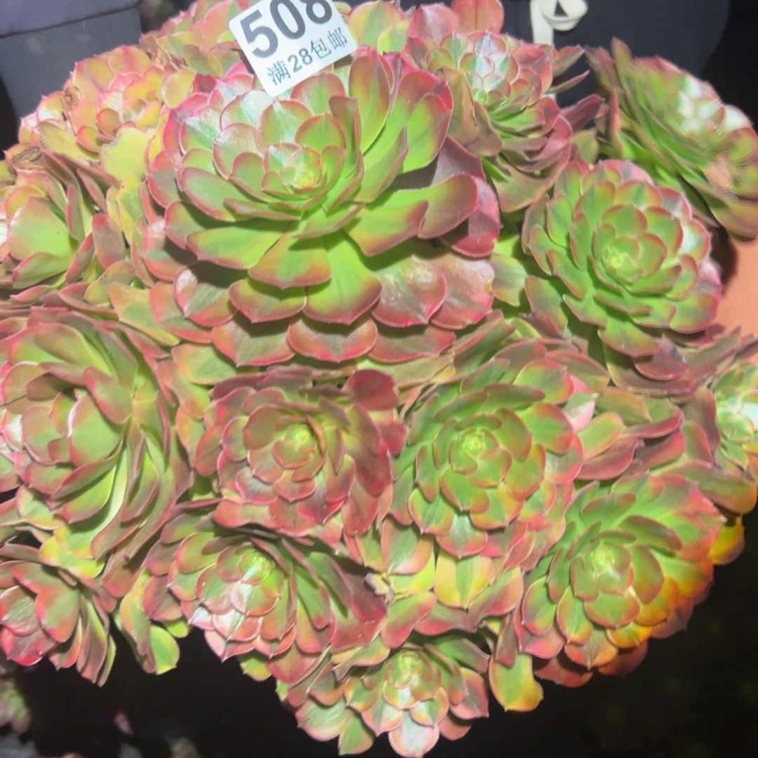 多肉植物508脱土的
