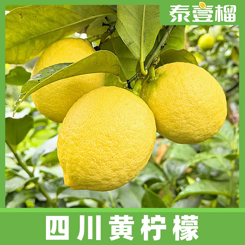 【宠粉福利】四川柠檬新鲜采摘黄柠檬酸甜多汁6个装