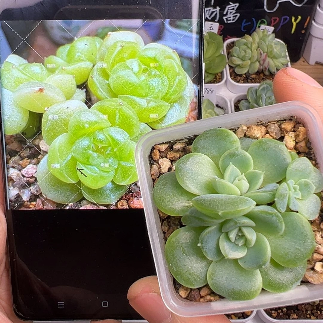 三头暴富一物一拍