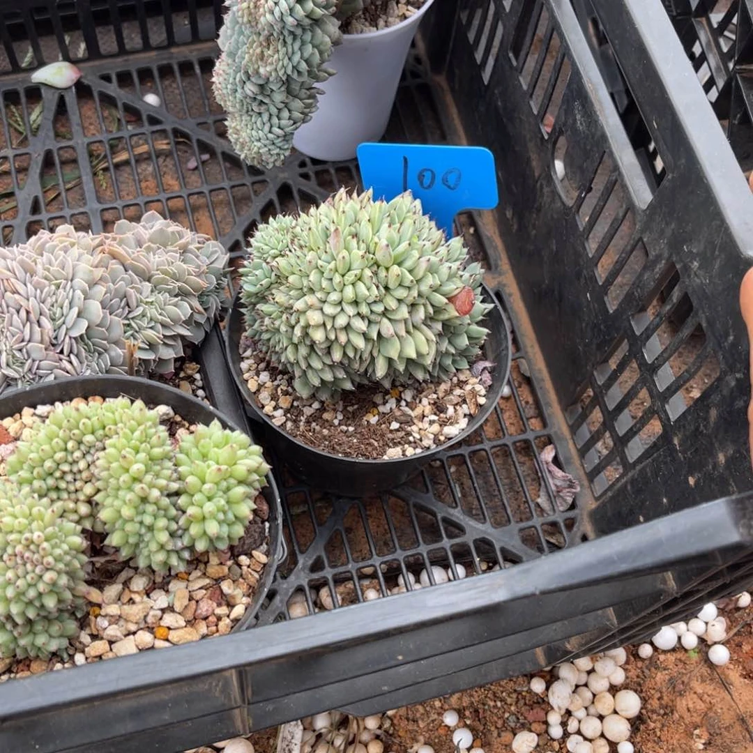 君*100绿爪缀化多肉