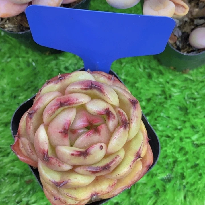 开心多肉，多肉植物