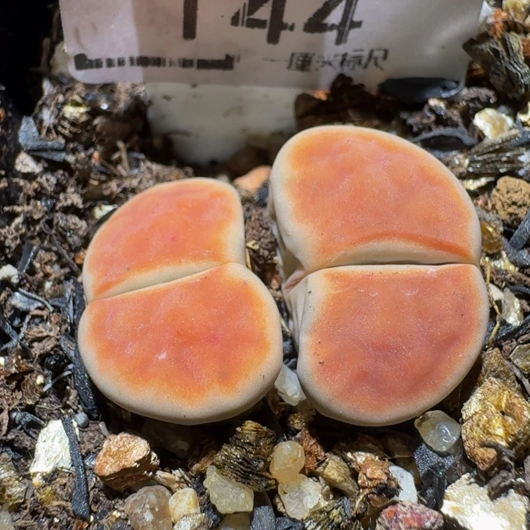 Ssss精品生石花144