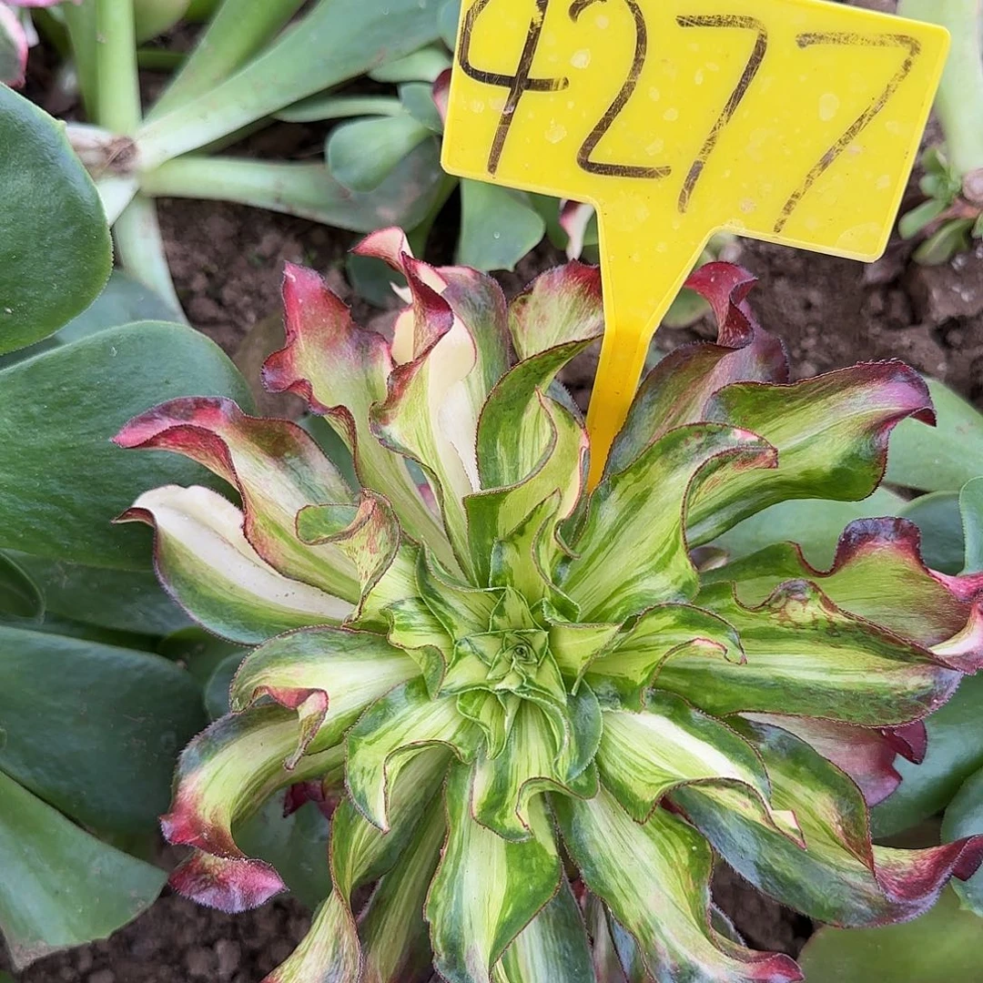 4277---七彩多头多肉