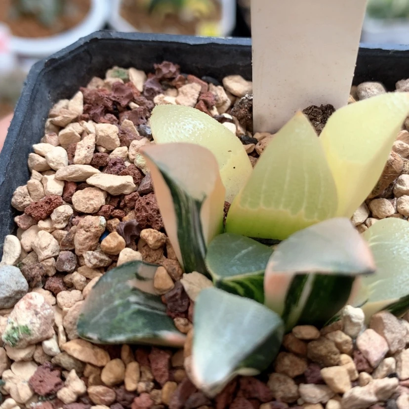 【闪购商品】797实生克