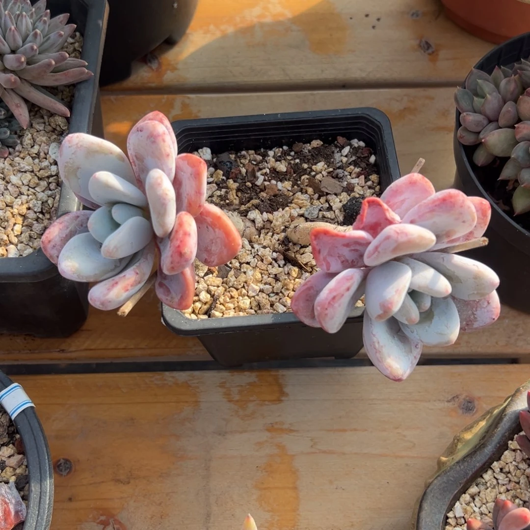 多肉植物双头粉兔