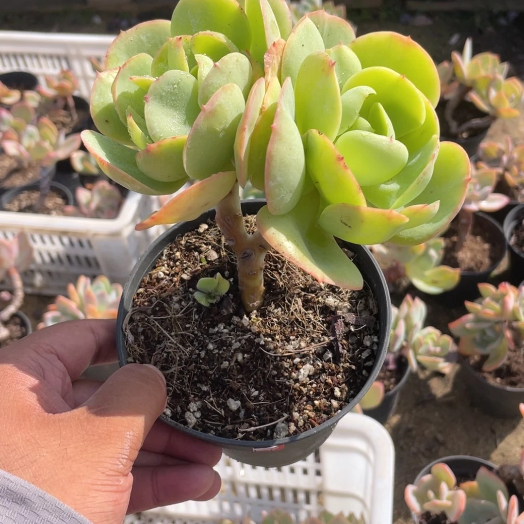 刘***洁2614  鸡蛋碧桃  六月六