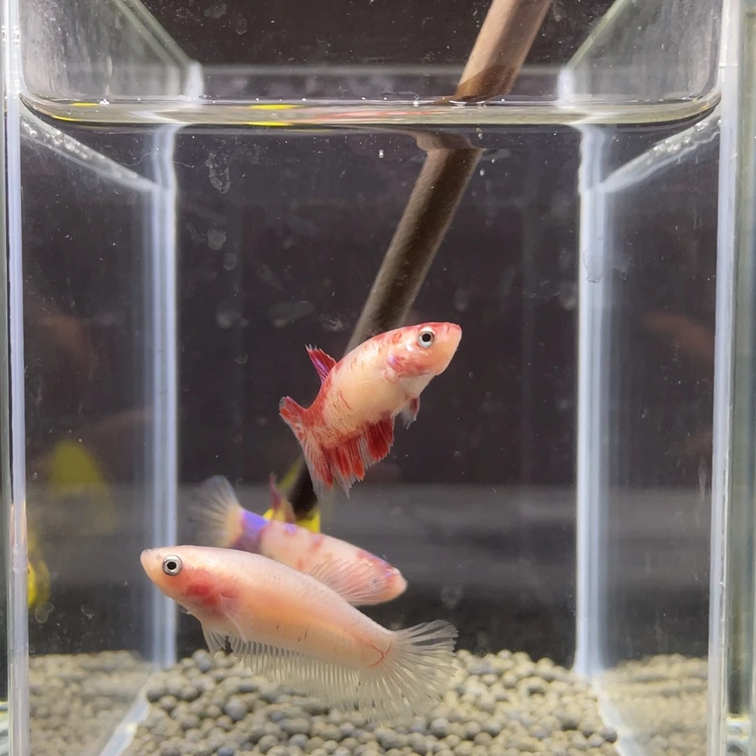 斗鱼21号koi彩金母3只