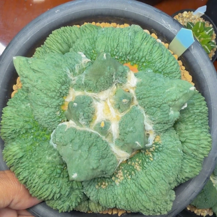 大型圆月叶蓝色血怒