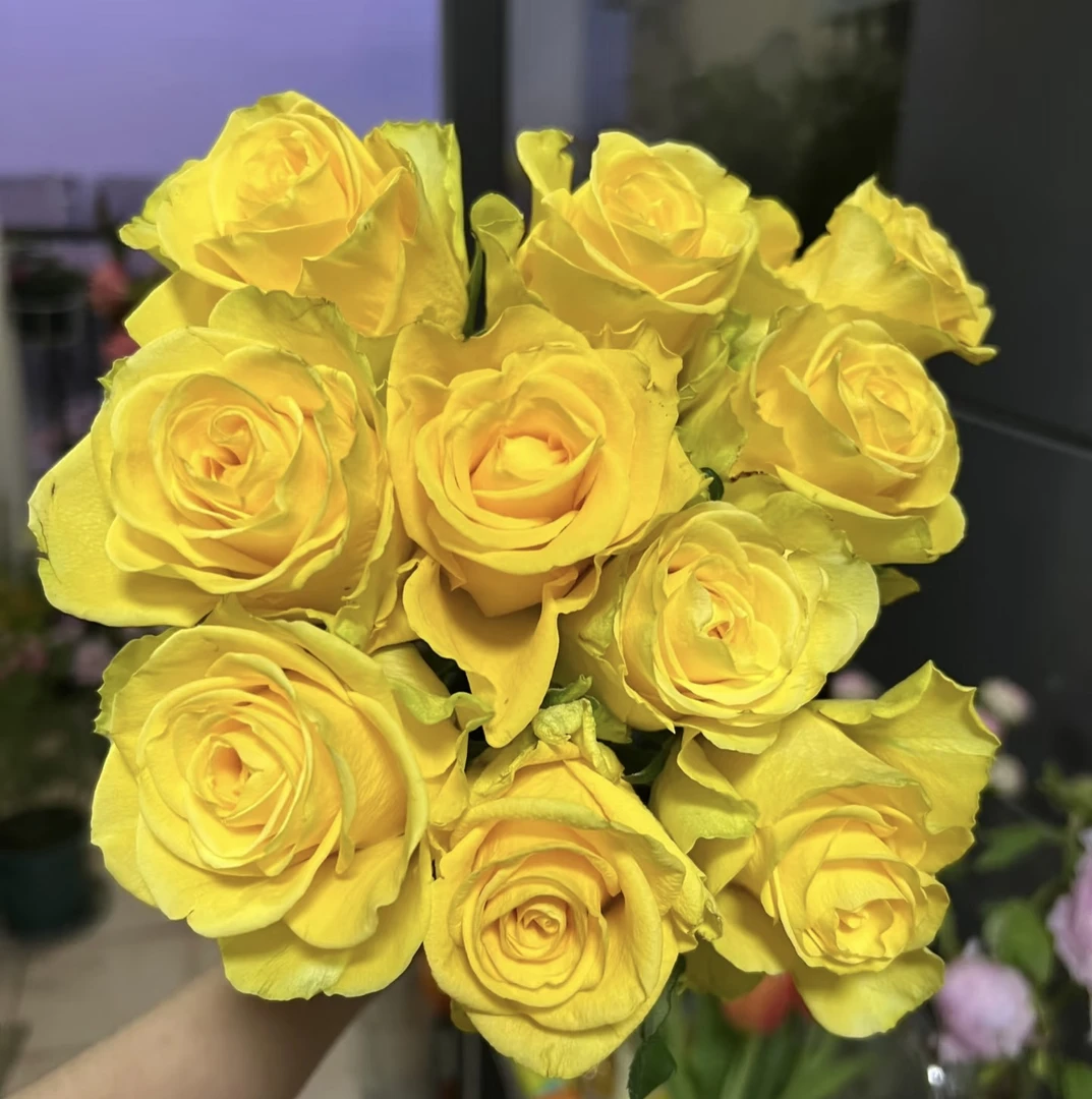 【方德】暮光玫瑰花方德无土栽培玫瑰花成品花束云南基地鲜花直发