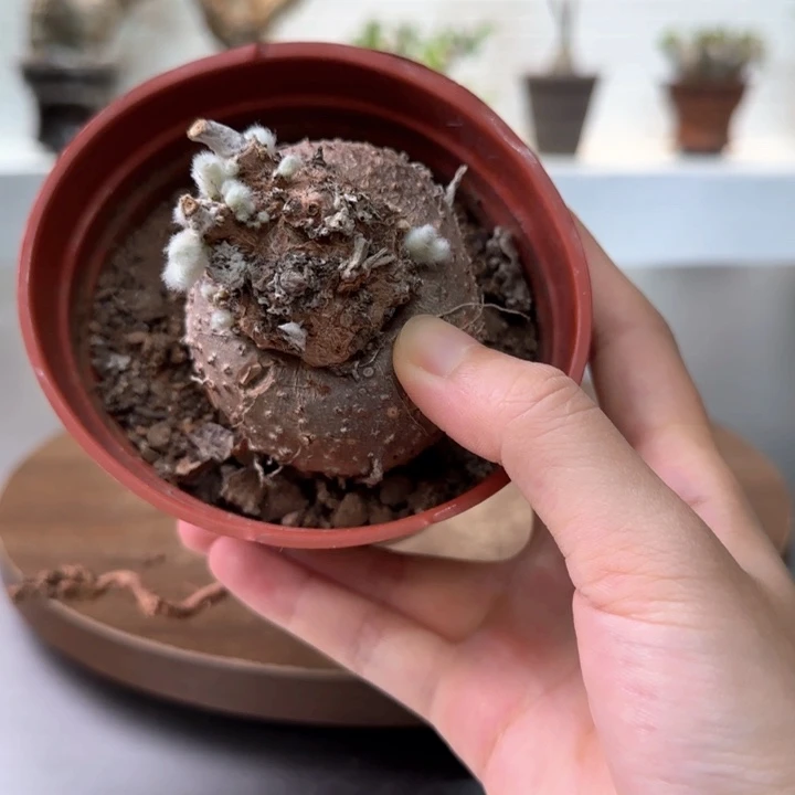 断崖女王一物一拍