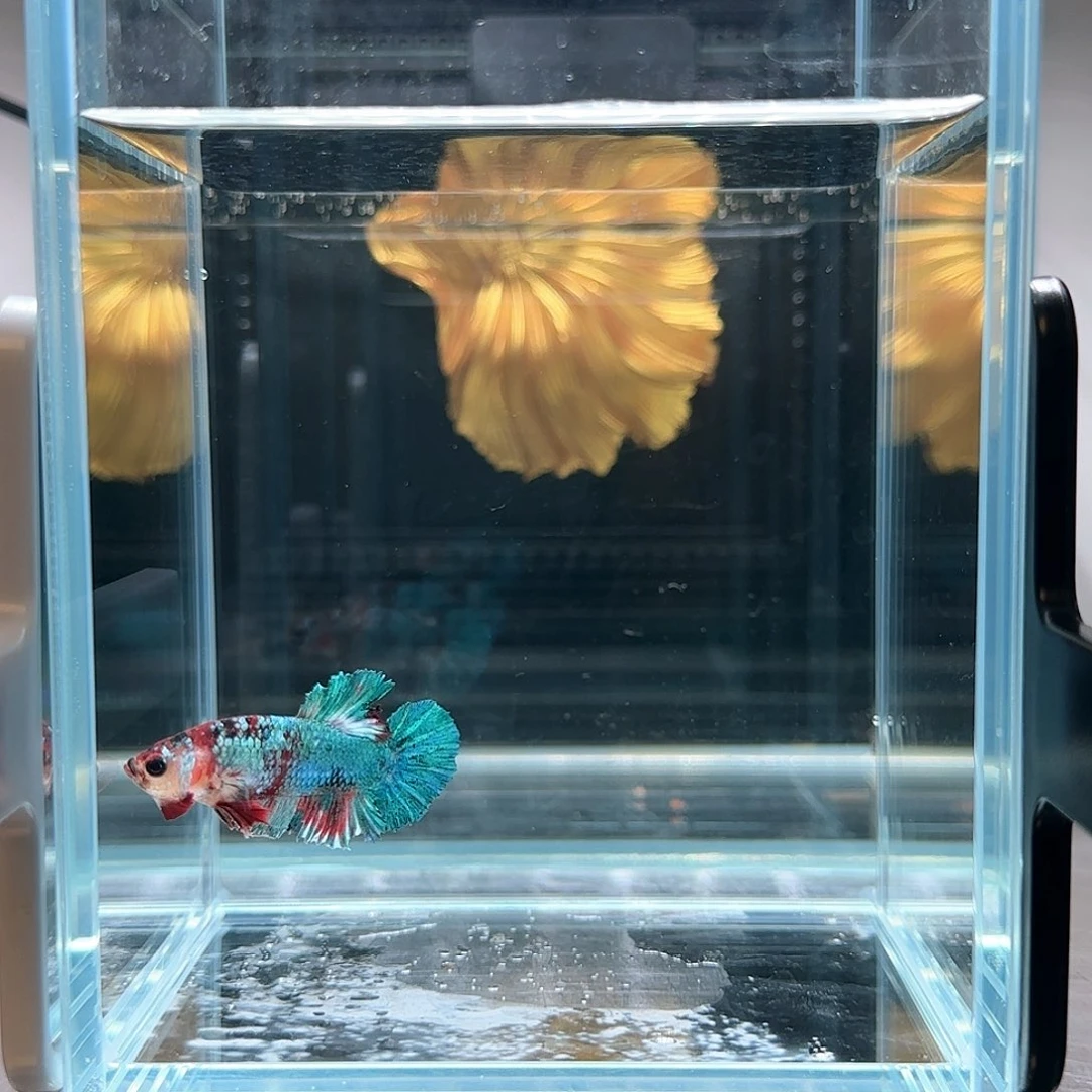 斗鱼活体观赏鱼好养耐活