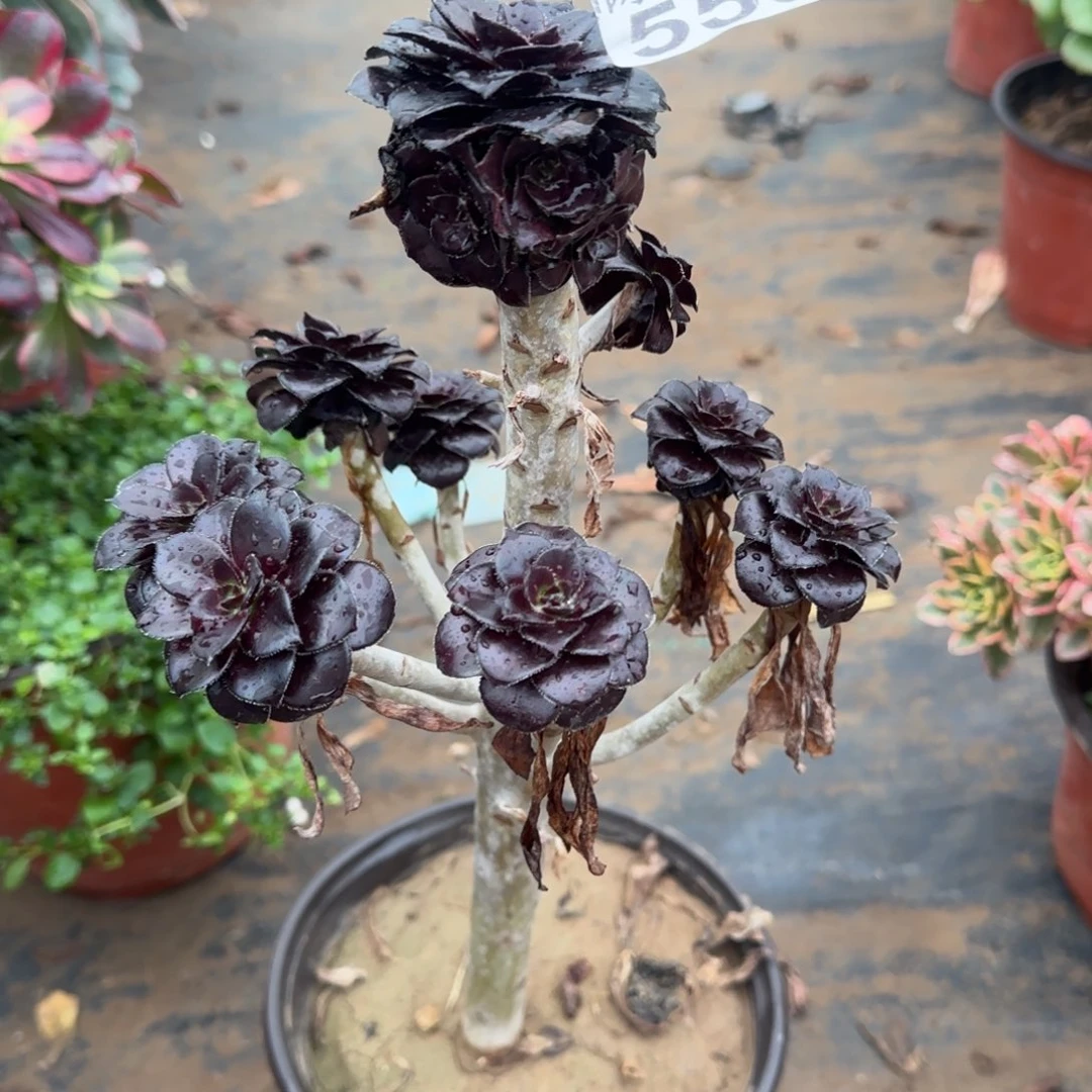 墨豆559满20包邮断枝不包