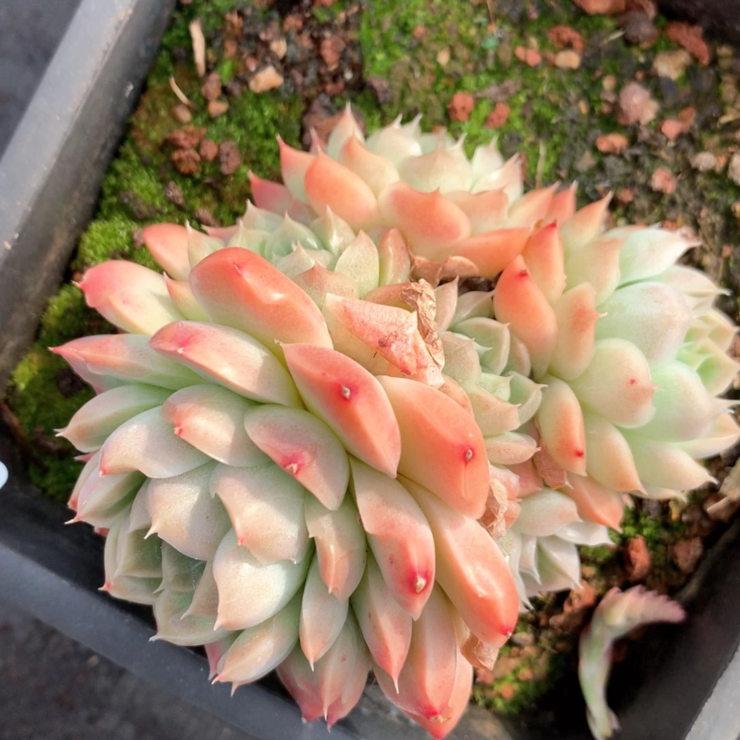 6660不包整散掉头不售后