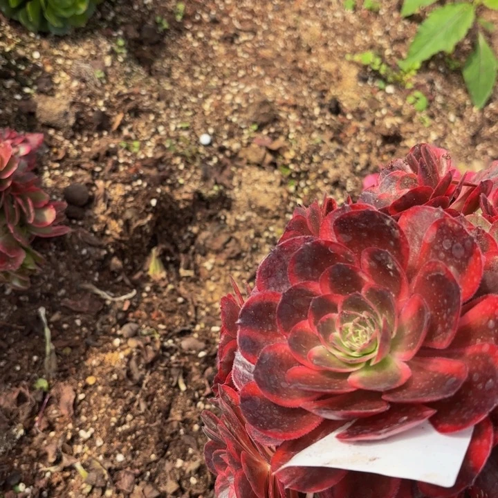 哈哈多肉葡萄福利253