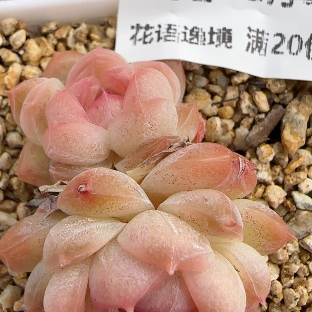 花语逸境0209-732