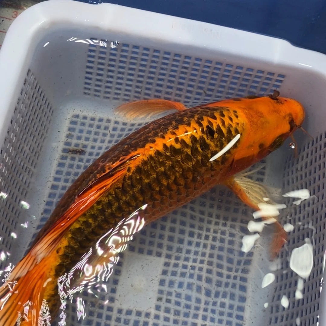 锦鲤冷水锦鲤包邮