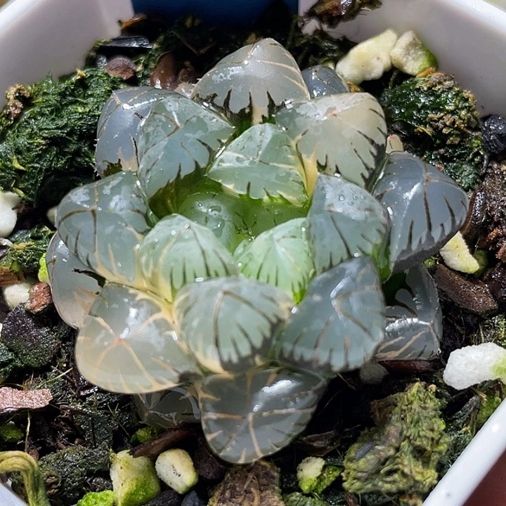 777地泉玉露锦特选福利