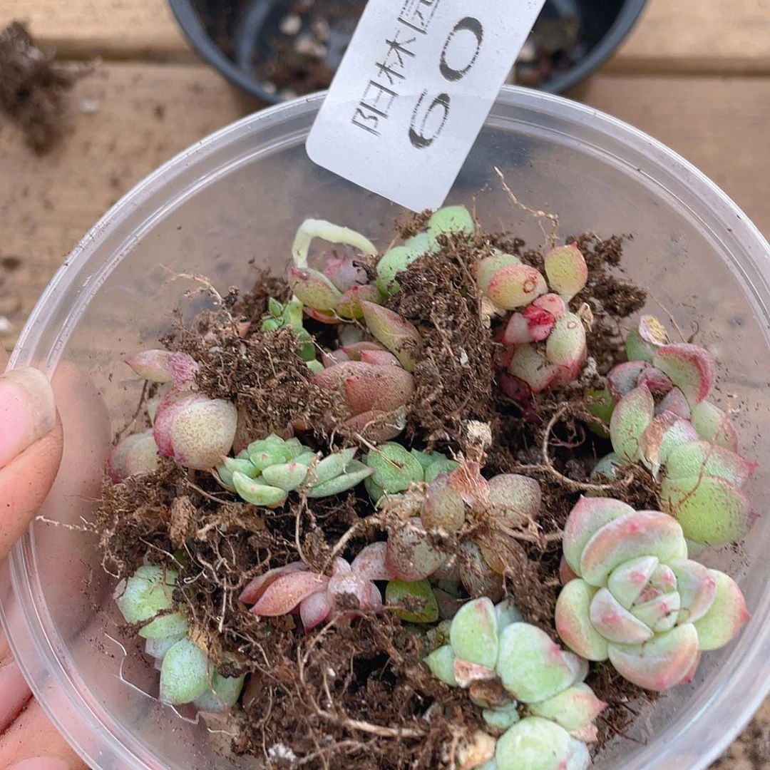 多肉植物多肉植物601