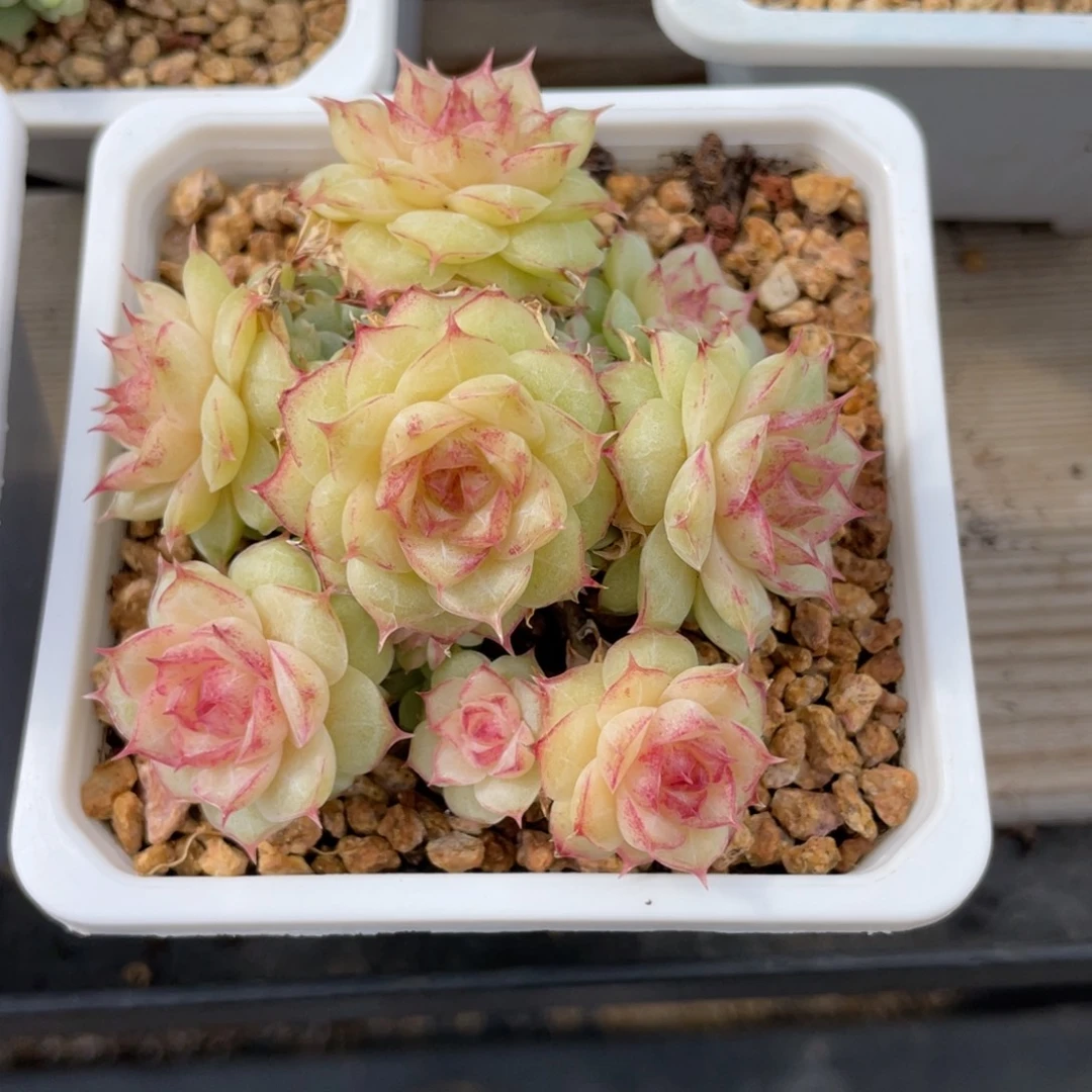 优选麦杆多肉福利2544