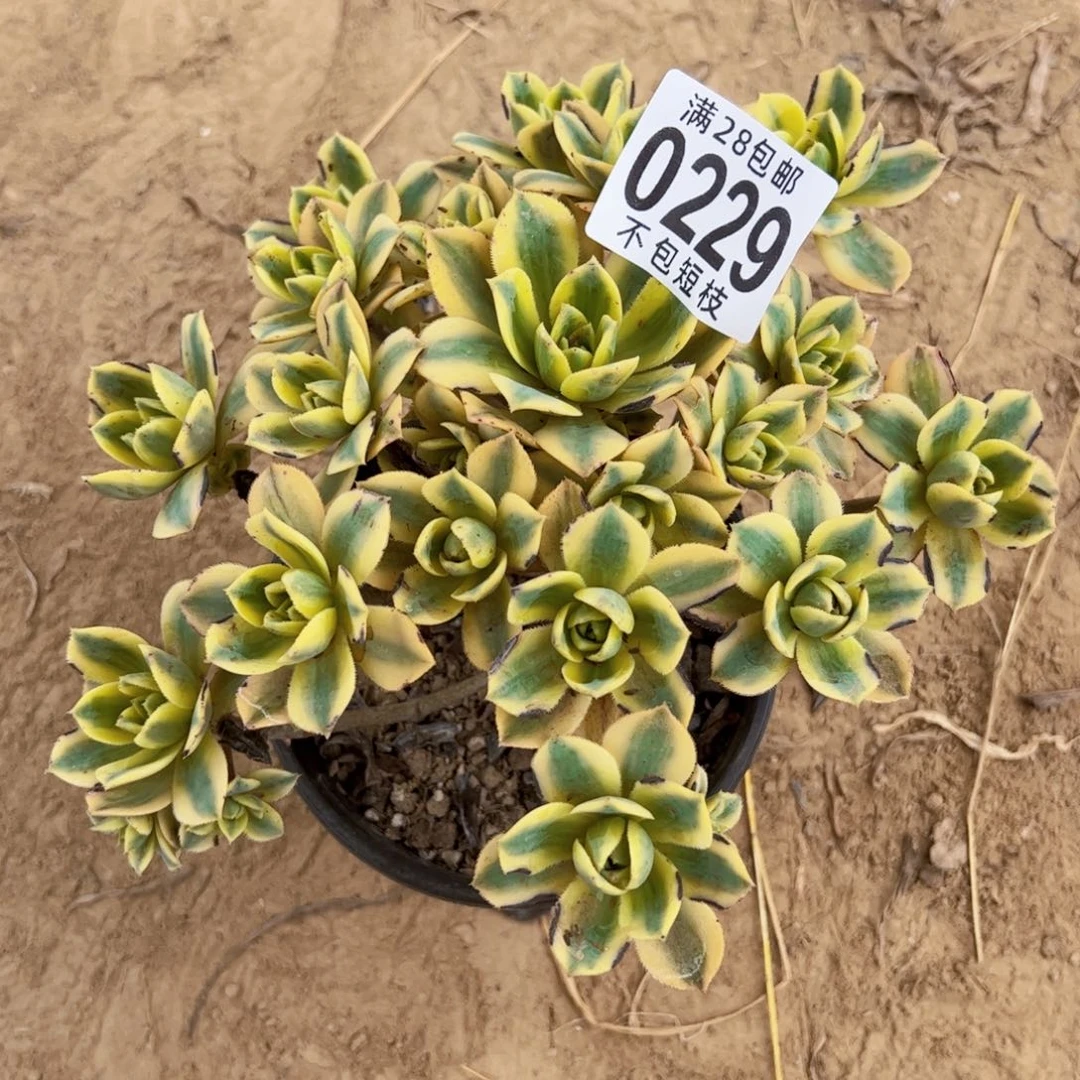 0229星报多肉植物法师0229