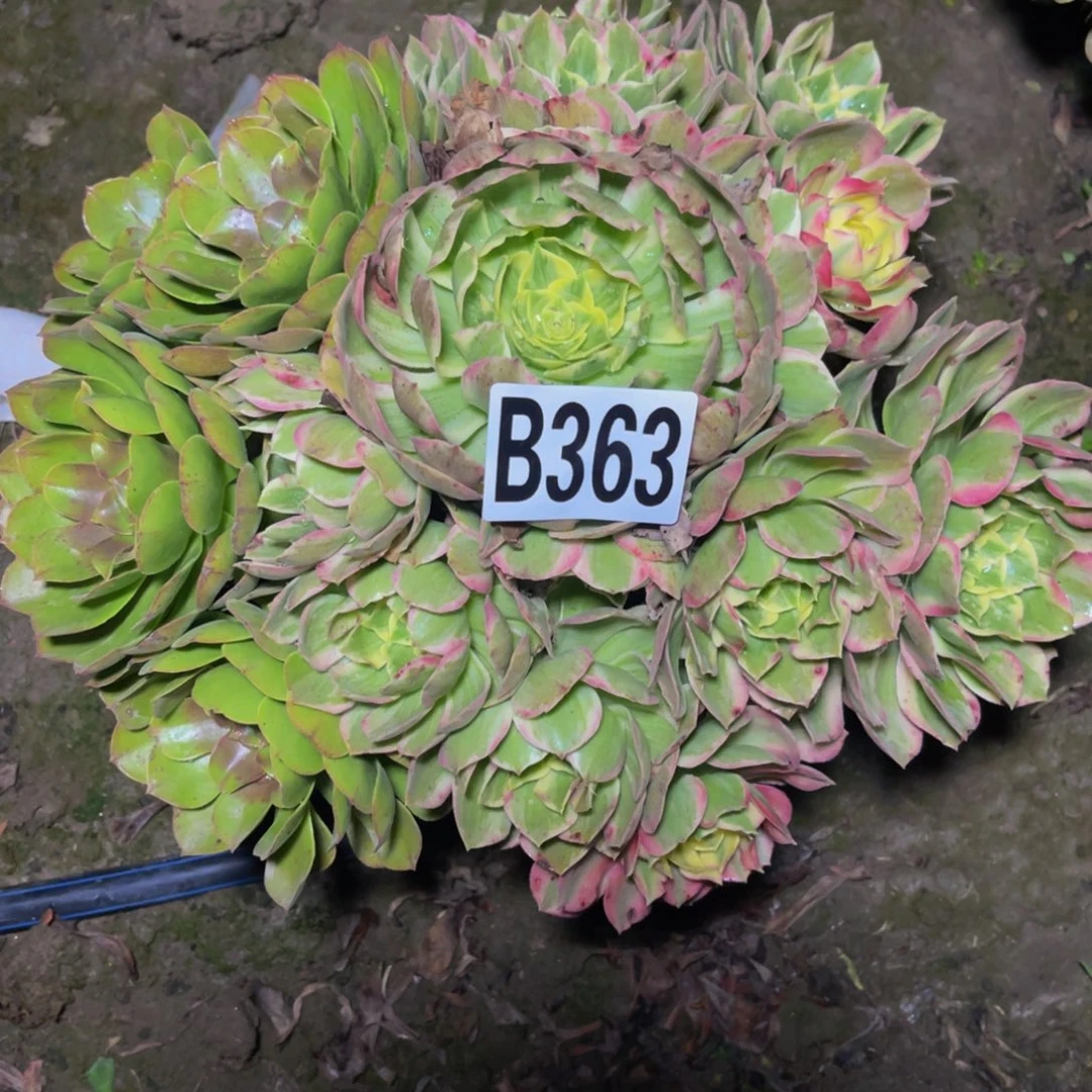 水蜜桃法师26///36包邮