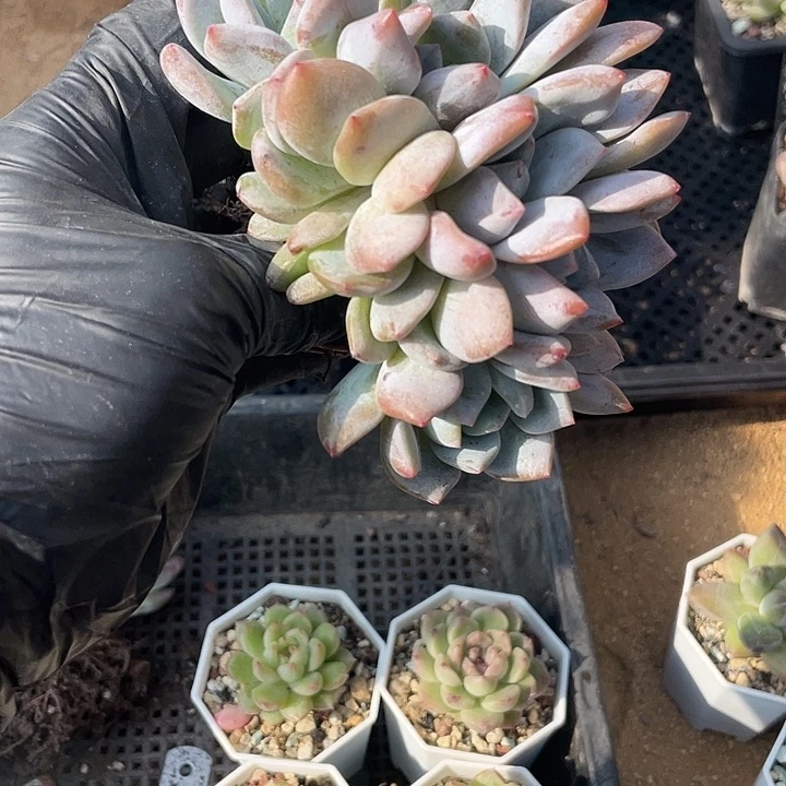 多肉植物多肉植物