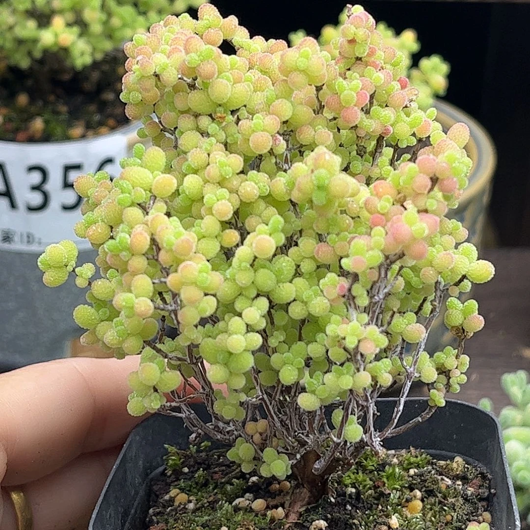 10蜜桔糖球优选枝干番杏