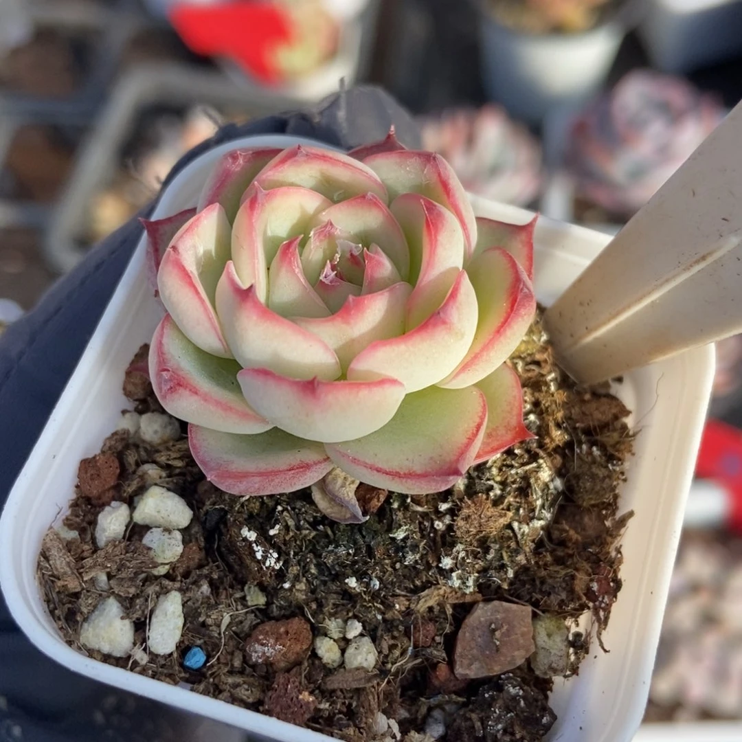 .1076勾魂仙子多肉植物保护