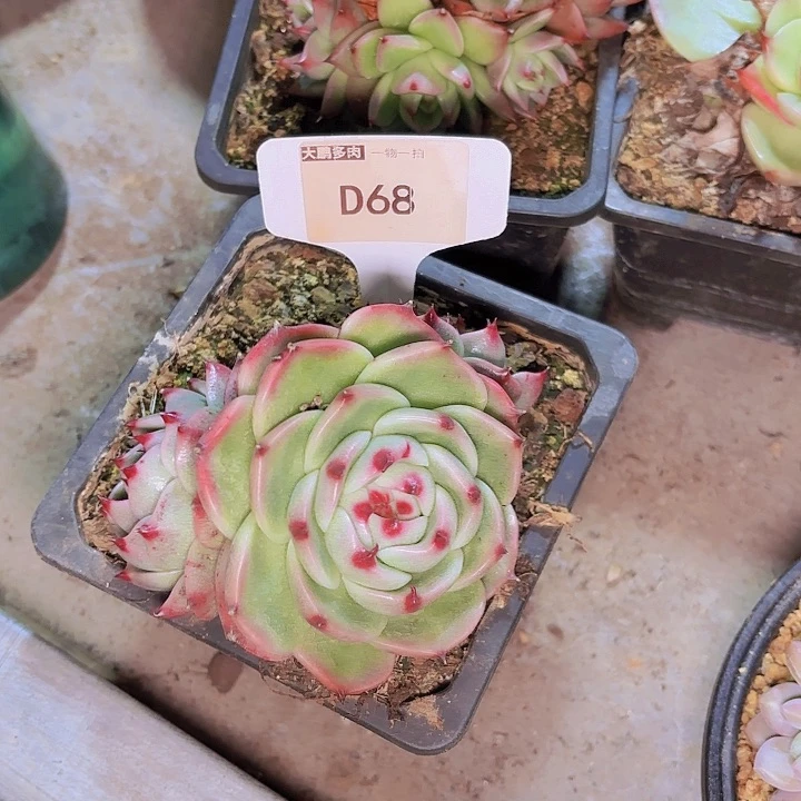 格*?蓝龙一物一拍D68