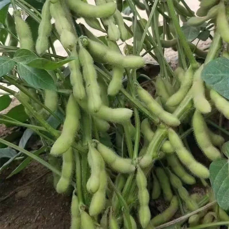 农家生态毛豆新鲜带壳青豆贵州当季农家自种蔬菜豆角豆荚商用发货