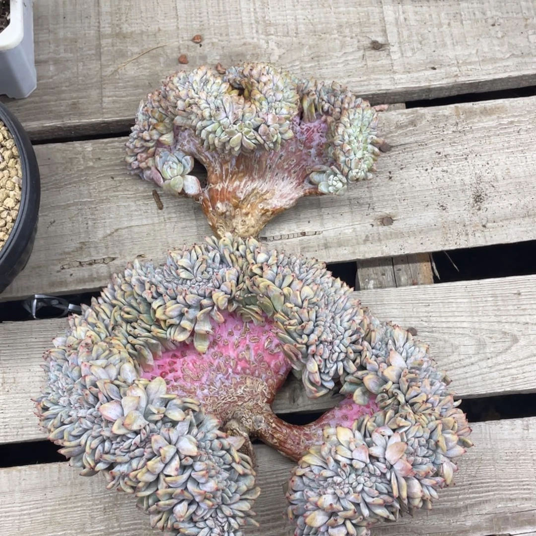 星影缀化一个微瑕送个小的微瑕