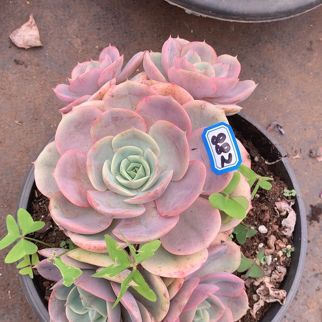 882蓝色苍鹭 一物一拍多肉