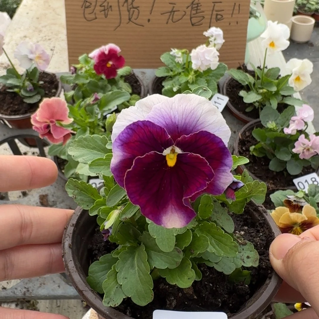 大部分花苞少量开放021