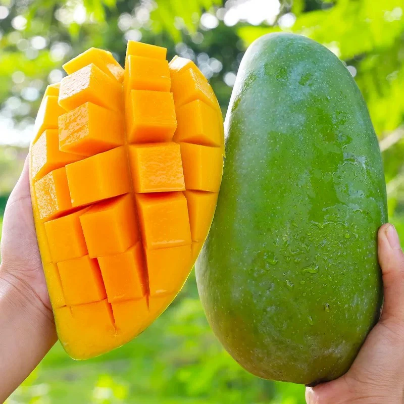 正宗云南青皮金煌芒新鲜应季水果香甜软糯