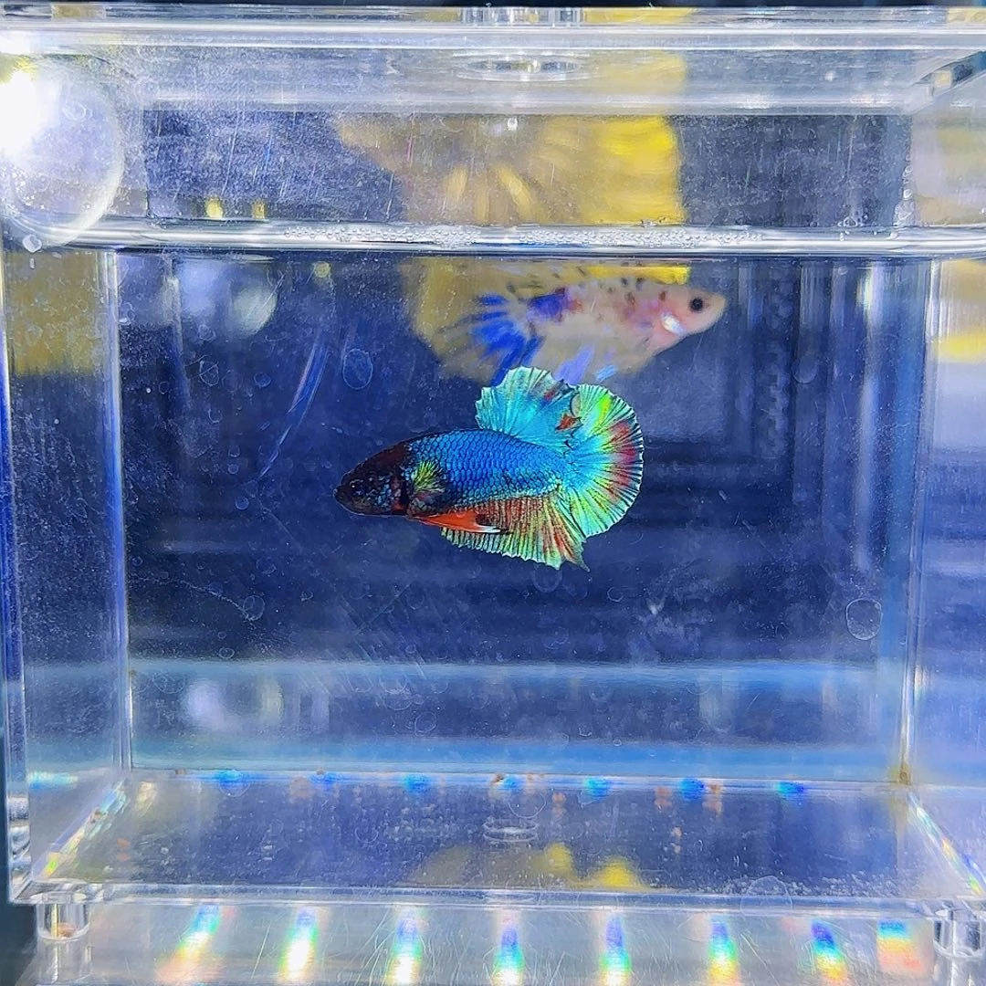 斗鱼活体观赏鱼好养耐活