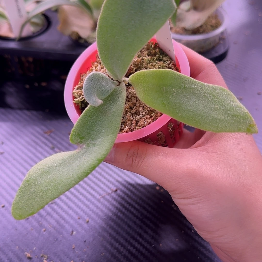 A1鹿角蕨孢子苗喔