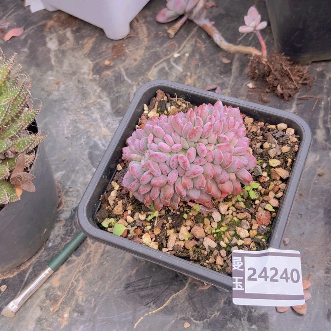 玛瑙缀多肉植物24240