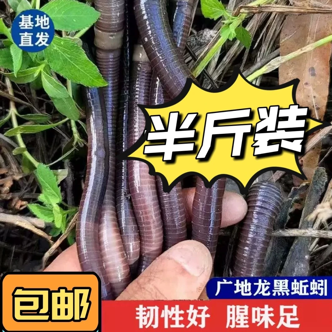 特大号蚯蚓广地龙黑蚯蚓垂钓活饵鱼饵料青鱼鲳鱼翘嘴黄鳝专攻大物