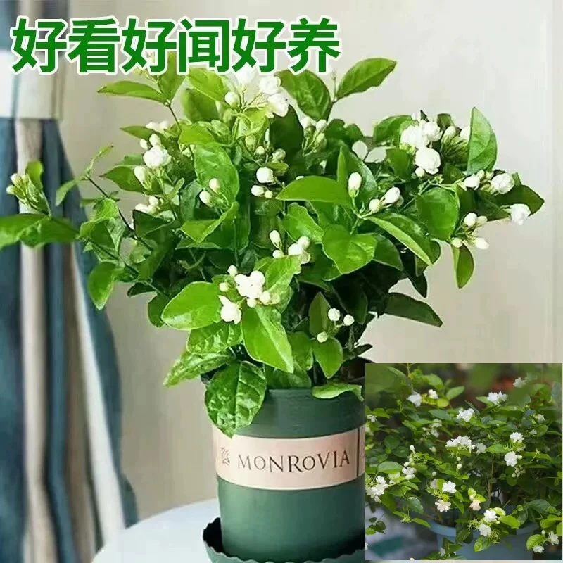 茉莉花苗 四季 浓香鼻尖茉莉白茉莉驱蚊净化空气重瓣茉莉花盆栽