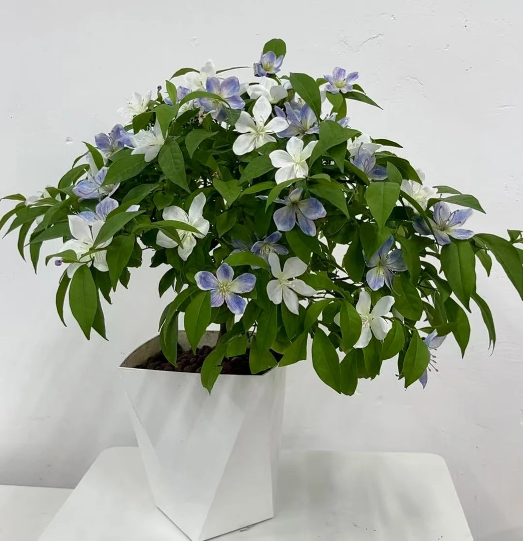 B双色茉莉盆栽多季节开花香味浓郁适合庭院阳台室内种植